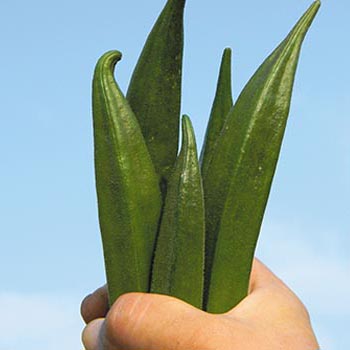 オクラ収穫イメージ