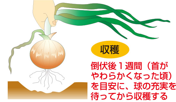 収穫の目安