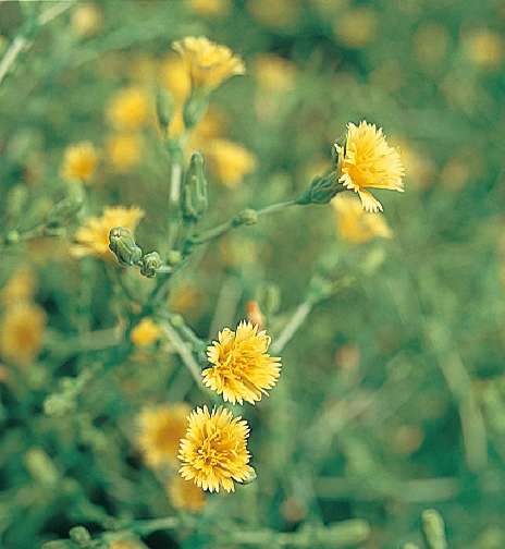 レタスの花芽文化