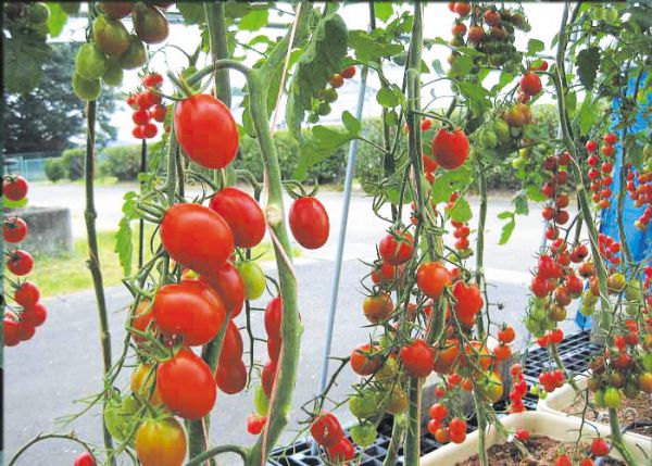 tomato_mi01GABAリッチトマト.jpg
