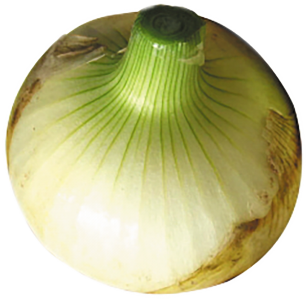 ソユーズ3号単品.png