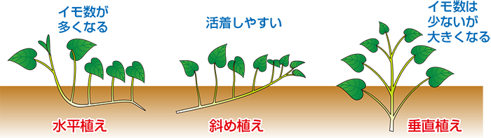 苗の植え付け方法