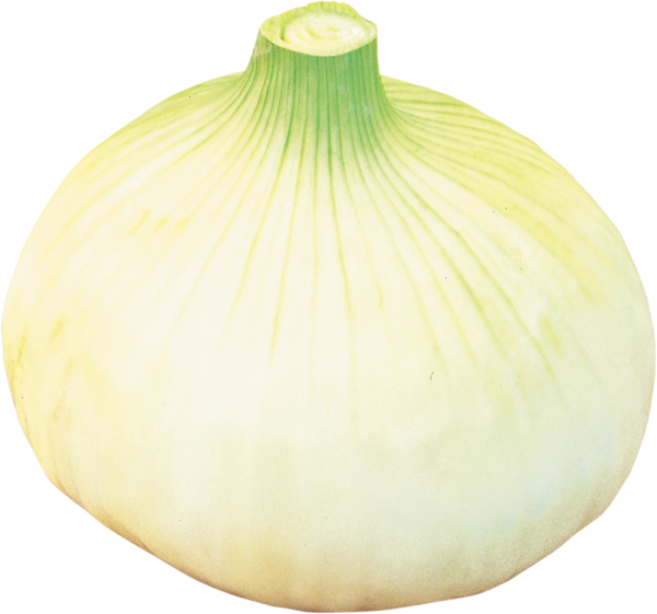 サラダ玉ねぎ単品.png