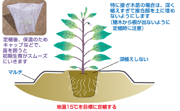 定植後の管理