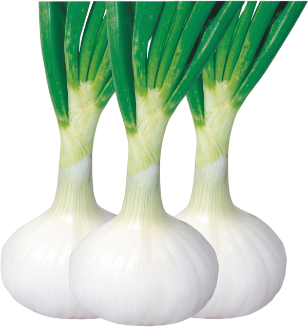 愛知白早生単品.png