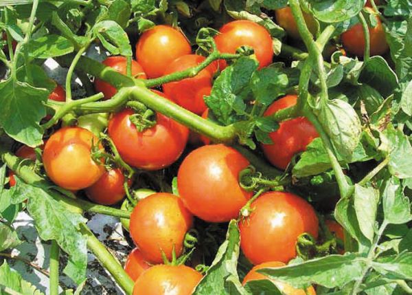tomato_oh01手間の要らないトマト苗.jpg