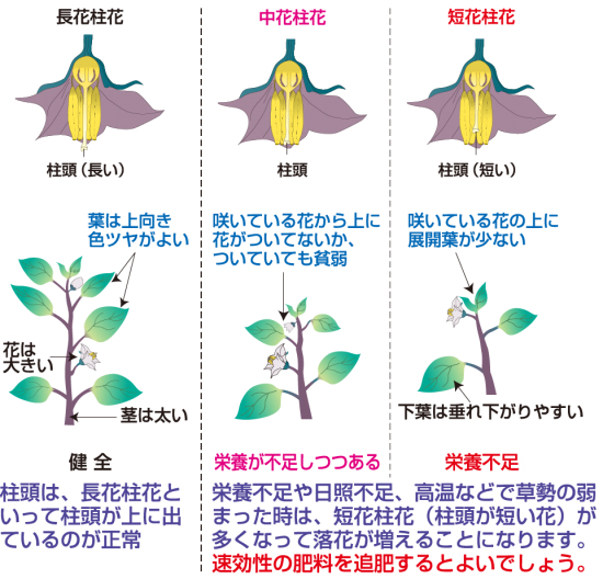 草勢判断