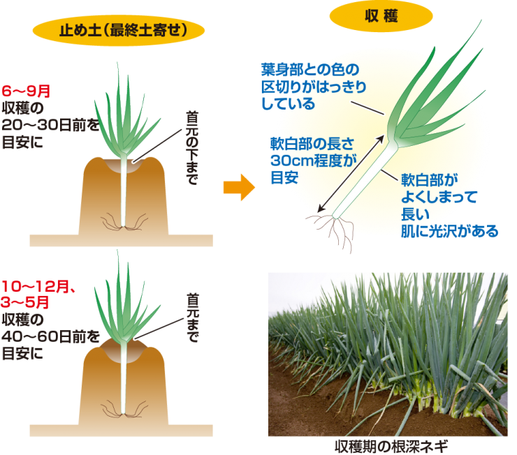 収穫