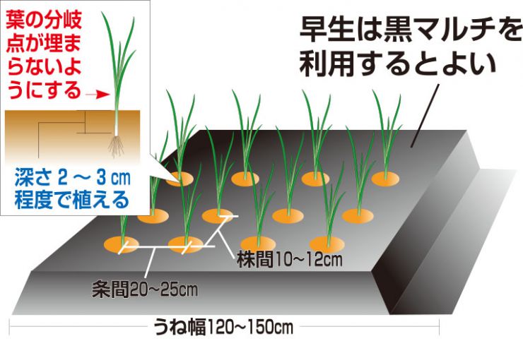 玉ねぎ定植の図解