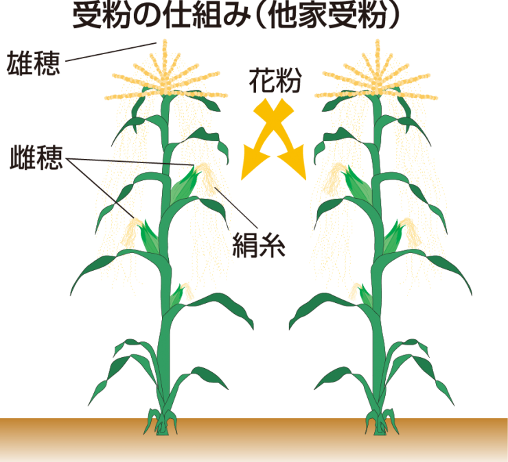 受粉の仕組み