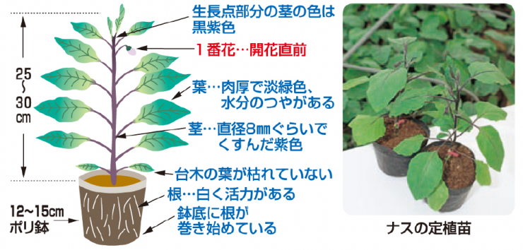 植え付け適期