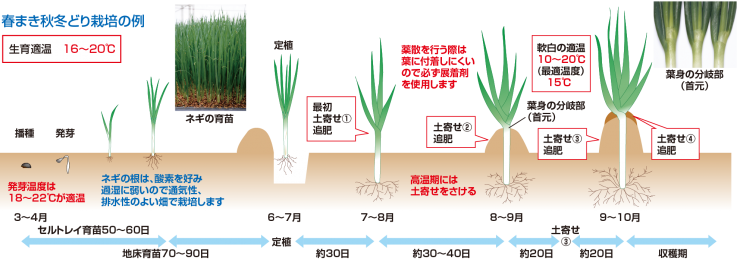 育成スケジュール