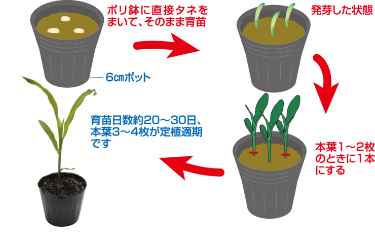 ポット育苗の場合
