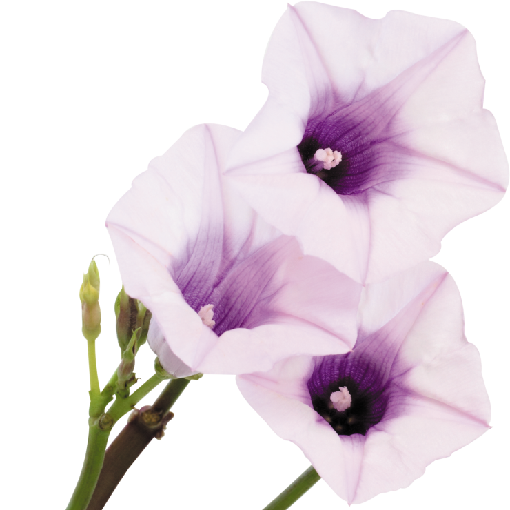 さつまいもの花