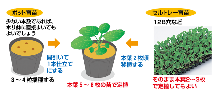 ポットorセルトレイ育苗