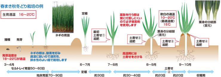 育成スケジュール