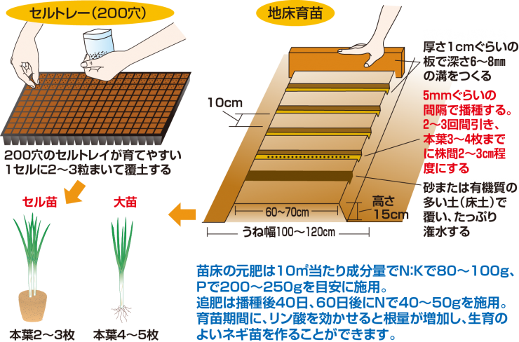 たねまき