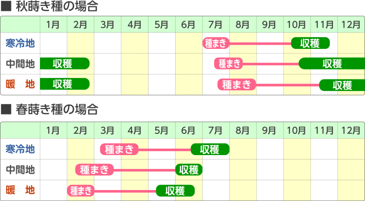 育成スケジュール