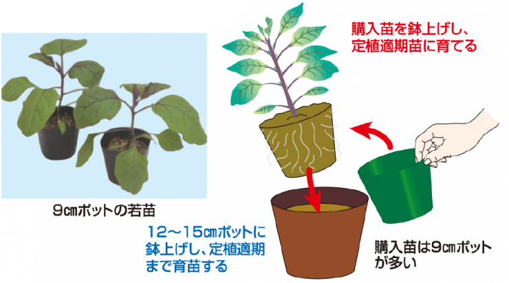 鉢上げ