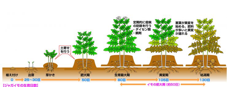 生育日数