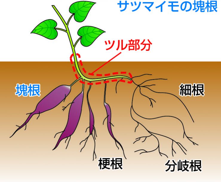 さつまいものつる