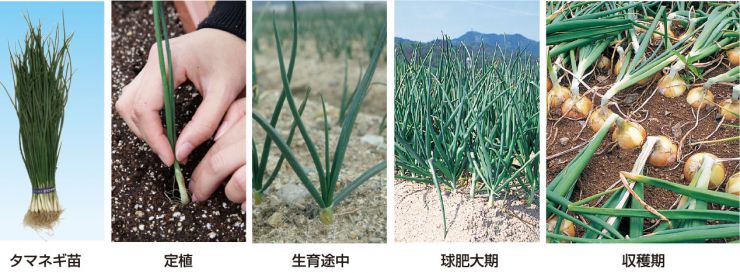 玉ねぎ育成時期ごとの写真
