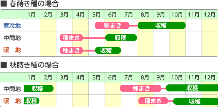 葉ネギ育成スケジュール