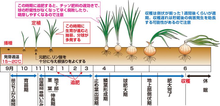 栽培スケジュール