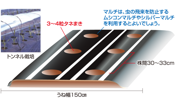 たねまき